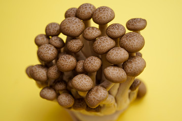 fresh brown shimeji mushroom, beech mushroom or edible mushroom on Yellow background