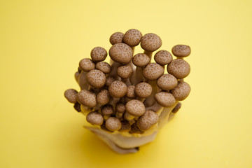 fresh brown shimeji mushroom, beech mushroom or edible mushroom on Yellow background