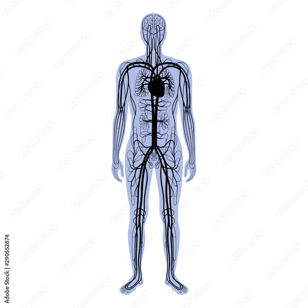 Sticker circulatory system anatomy