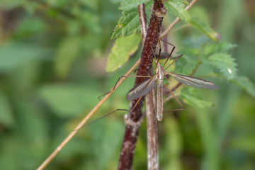 Schnake