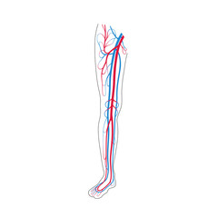 Obraz na płótnie Canvas circulatory system anatomy