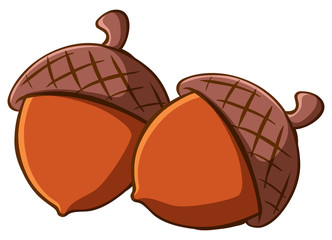Two acorns on white background