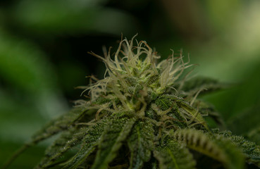 French cookies variety of marijuana with young blooms