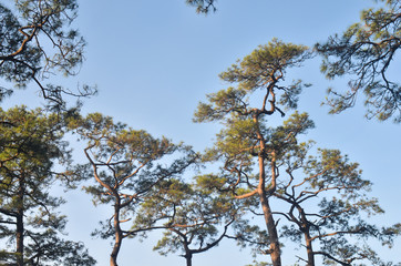 Landscape nature trees, Travel thailand