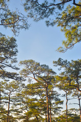 Landscape nature trees, Travel thailand
