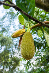 jackfruit tree int farm after raining