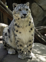 Naklejka premium A snow leopard, Panthera uncia, lies high in the branches