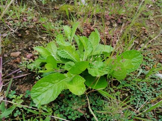 lettuce growing in the garden