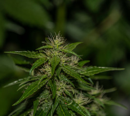 White Russian autoflower variety of marijuana with young blooms