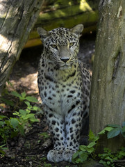 Fototapeta na wymiar Persian Leopard, Panthera pardus saxicolor, stands on a tree stump and observes the surroundings