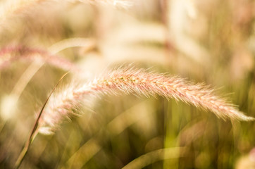Obraz premium Pampas grass wheat sunlight good lighting evening glowing blurry background