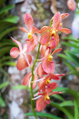 Naklejka na ściany i meble Beautiful orchid flowers background in the garden