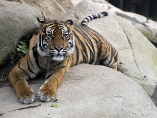 Sumatran Tiger, Panthera tigris sumatrae, lies and observes the surroundings