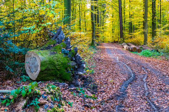 Schleifspuren auf Waldweg