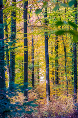 Sonnenlicht im Herbstlichen Wald