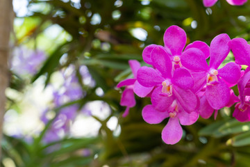 Beautiful orchid flowers background in the garden