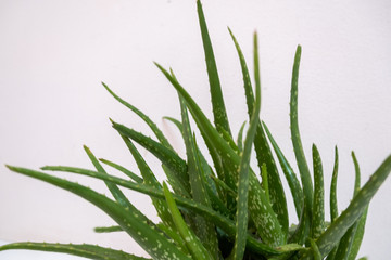 Aloe vera Gel that has both substances to cure scars And used to produce health drinks Or cosmetics...