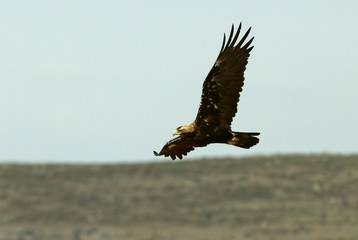 Adult male of Spanish Imperial Eagle, Aquila adalberti