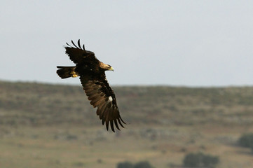 Adult male of Spanish Imperial Eagle, Aquila adalberti