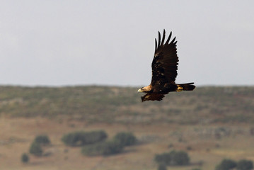 Spanish Imperial Eagle, birds, Aquila adalberti