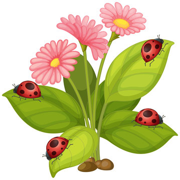 Pink gerbera flowers and ladybugs on leaves