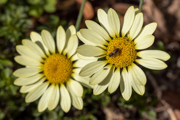 Fototapeta premium Zwei freigestellte Blüten der Färberkamille mit einem Käfer in der Draufsicht