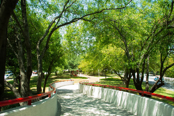 Green tree road in Calzada San Pedro