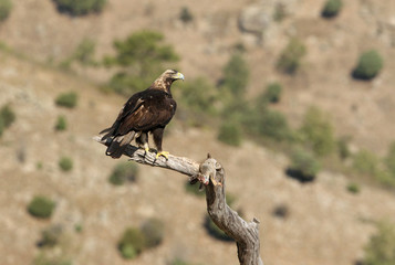 Adult male of Spanish Imperial Eagle, Aquila adalberti