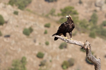 Adult male of Spanish Imperial Eagle, Aquila adalberti