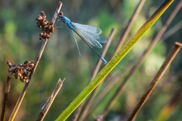 Odonata