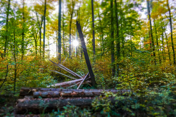 Sonnenlicht im Herbstlichen Wald