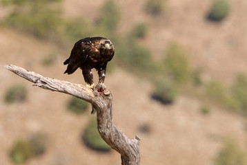Adult male of Spanish Imperial Eagle, Aquila adalberti