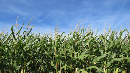 Obraz premium Maisfeld