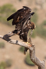 Spanish Imperial Eagle, birds, Aquila adalberti