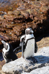African Penguins, Spheniscus demersus, at Stony Point Nature Reserve, Bettys Bay, Overberg, South Africa