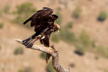 Adult male of Spanish Imperial Eagle, Aquila adalberti