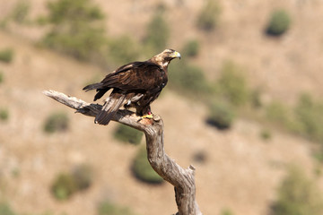 Spanish Imperial Eagle, Aquila adalberti