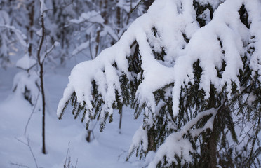 Winter forest, branches of firs are covered with snow