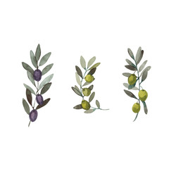Watercolor set of olive branches with fruits. Hand-drawn with watercolor paints. Suitable for all types of design.