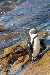 Fototapeta premium Wet African Penguin, Spheniscus demersus, at Stony Point Nature Reserve, Bettys Bay, Overberg, South Africa