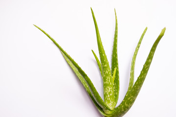 Aloe vera Gel that has both substances to cure scars And used to produce health drinks Or cosmetics that are good for the skin
