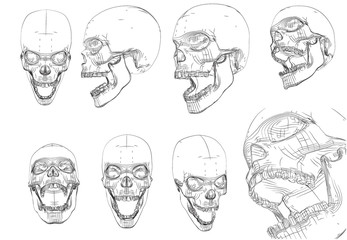 vector set on white background. human skull of black lines