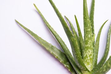 Aloe vera Gel that has both substances to cure scars And used to produce health drinks Or cosmetics that are good for the skin