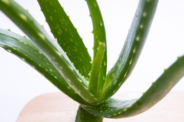 Fototapeta premium Aloe vera Gel that has both substances to cure scars And used to produce health drinks Or cosmetics that are good for the skin