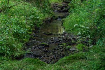 Mala Libava creek in summer sunny day in Slavkovsky Les mountains