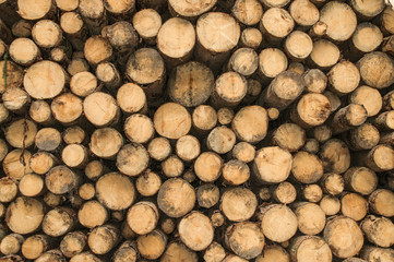 Stacked tree trunks, close-up for use as background.