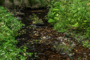 Mala Libava creek in summer sunny day in Slavkovsky Les mountains