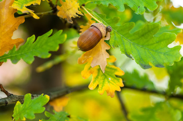 Acorn with leaves on a blurred autumn background close-up