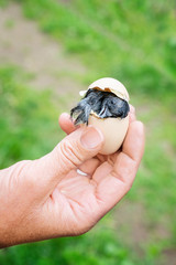 Chick hatching in woman’s hand