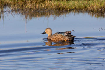 Breeding male Cape Shoveler, Anas smithii, swimming at Rietvlei Nature Reserve, Cape Town, South Africa